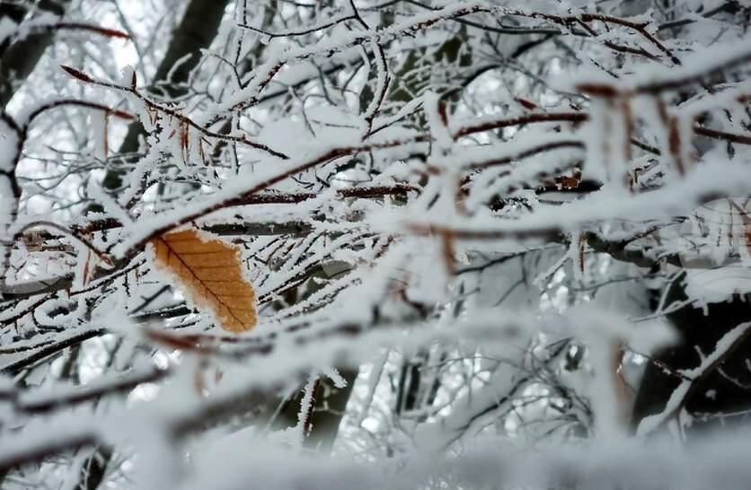 �������� �� ������� �� 10 ������ (������) � ���������� ���