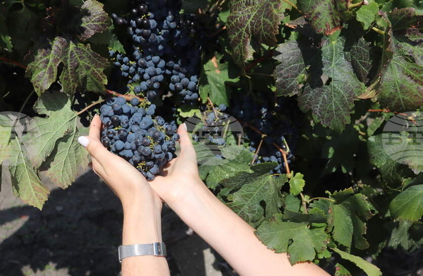 ������ �������� �� ������������ ������������ �� ���������� ����������� � ������� �� ������� � �������� �� ��������� 2026 � ������� ���� ��������