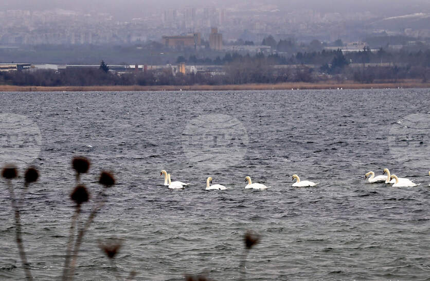 �������� ����������� �� ����������� �� ������������ ����� ���� ��������� �����������