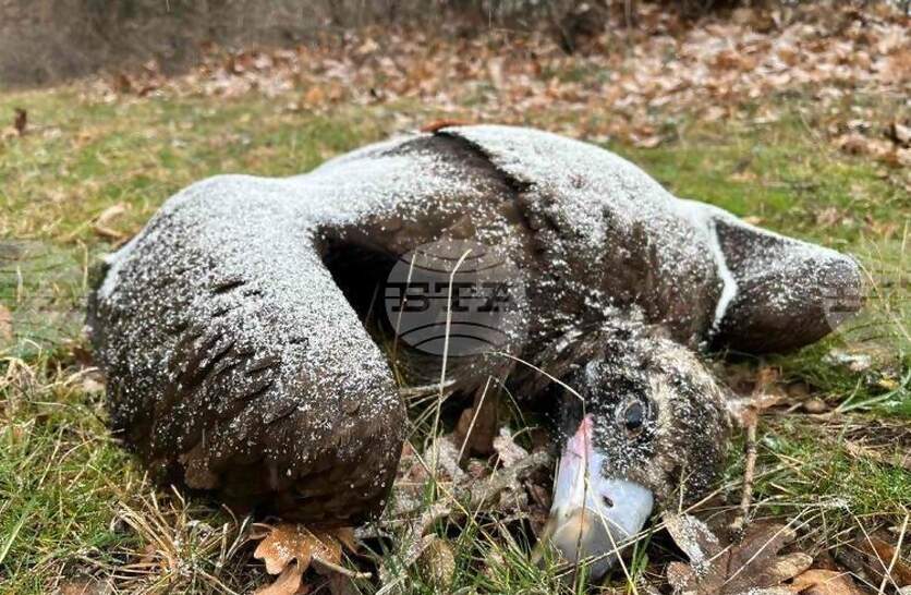 �� ��-��������� ����������� �� ���������� �� ����� ��������� ����������������� ���� ������ ��� ���������� �������