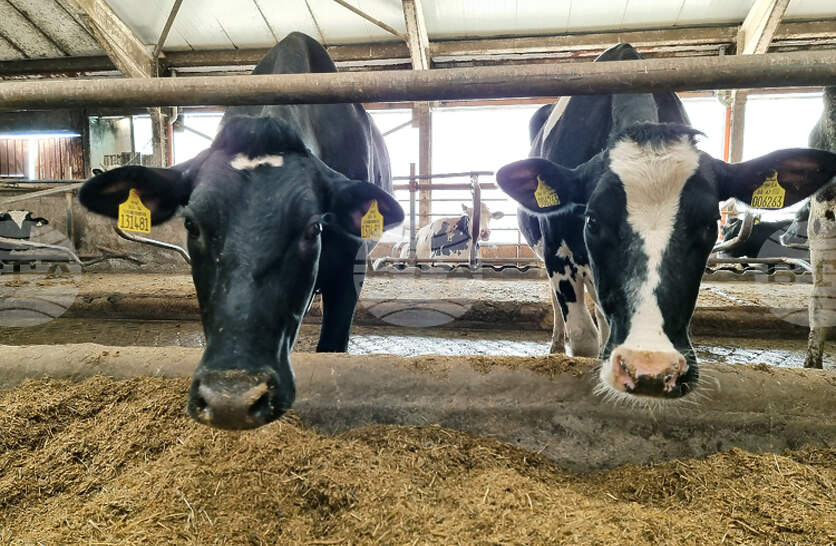 ���� ������ �� �������� ���� ���� �� ��������� � ������������ � ������