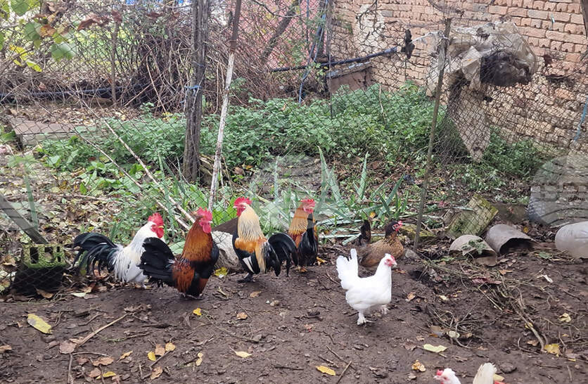 ��� ������ �� ����� ���� �� ���������� �� ����������� �� ������ ������� � ������ ��������� �� �������� �� ��������