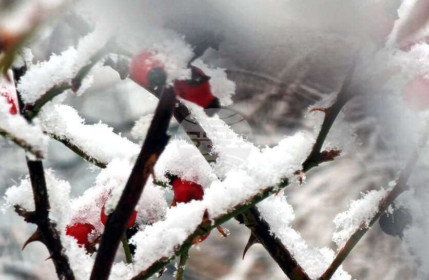 �������� �� ������� �� 12 ������ (����������) � ���������� ���