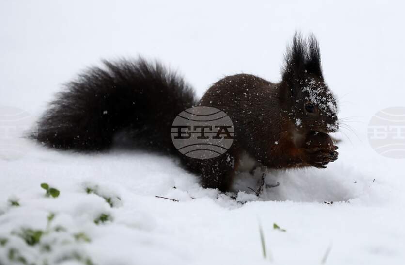 �������� �� ������� �� 9 ������ (�����) � ���������� ���