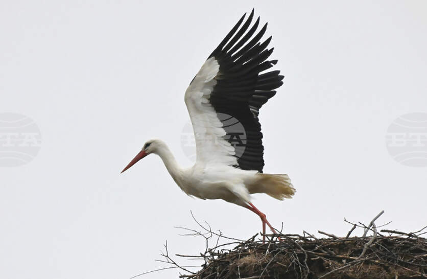 � ����������� ���� �������� �������� ������� �������