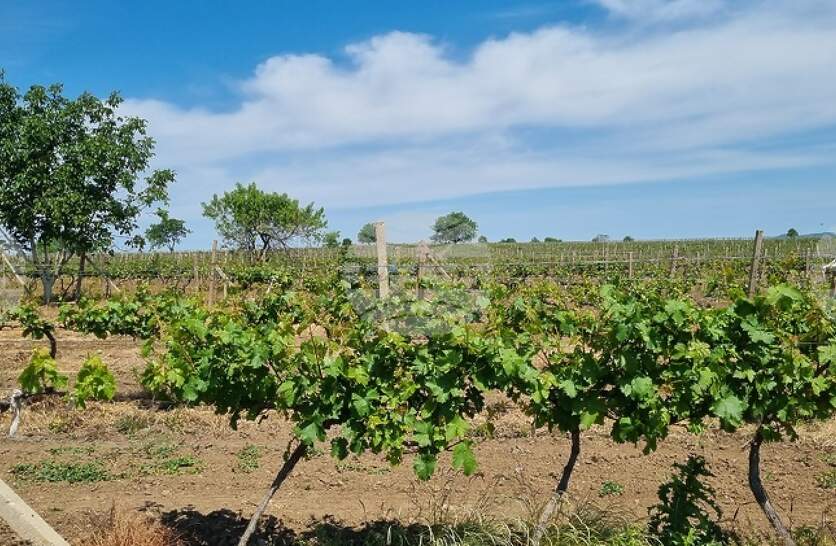 ���-����� ����� �� ������� �� ������ ������� � ������������ ���� �������������