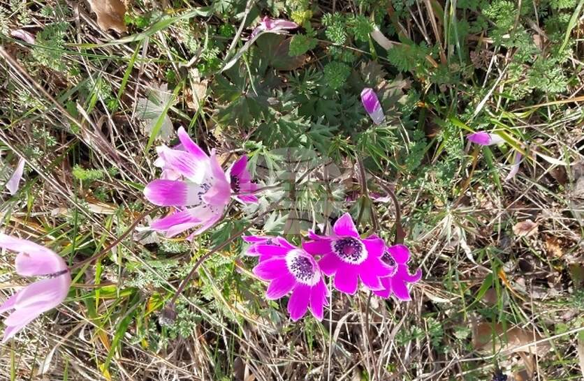 ���������������� ������� ������ ������������� �� ��������� �� �������� �������� ���������� �����, �������� �� �������������� � �������