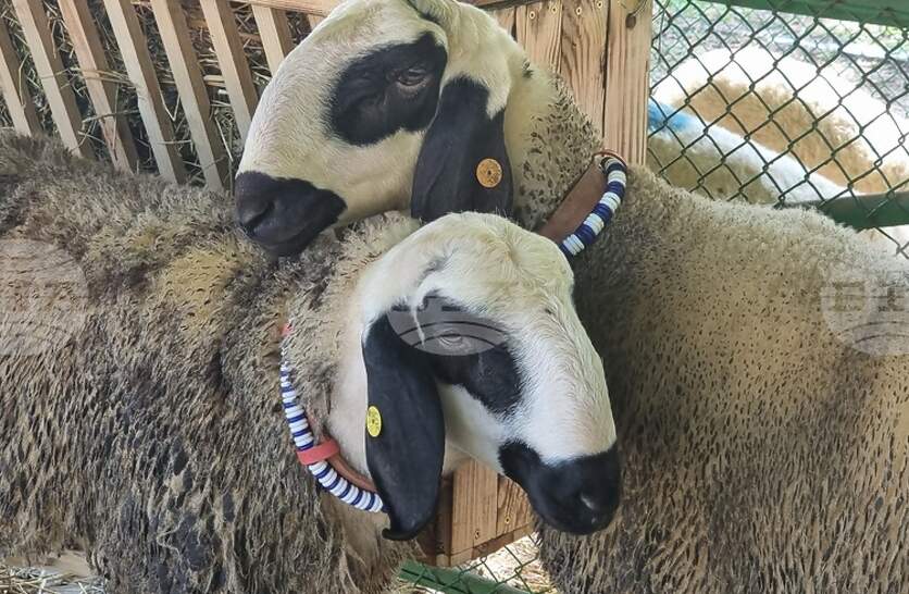 ����������� ������� ������ ������ �� 50 ������ �� ������������ ��������