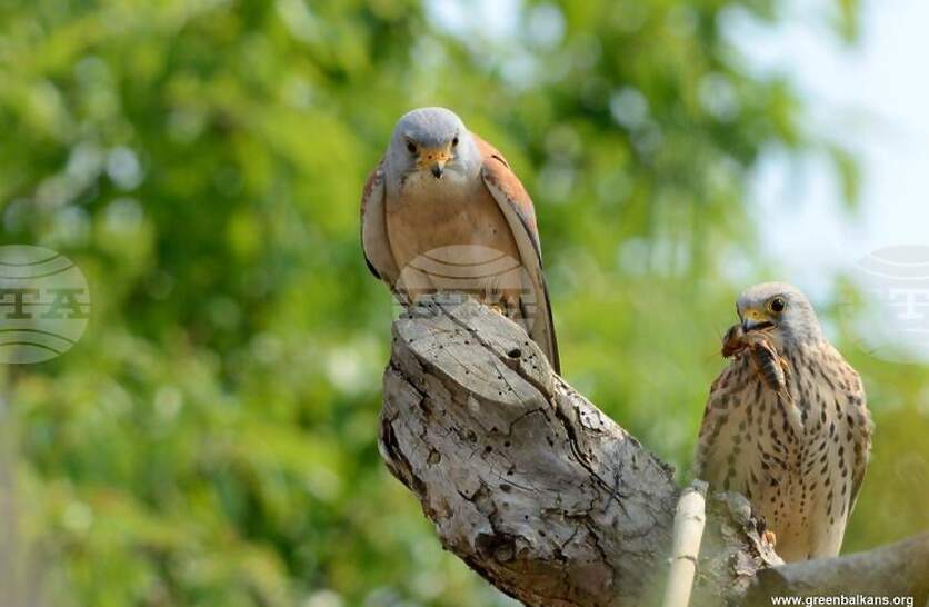 � ����������� ���� ������� �� � ��������� �� �������� ������� �������� ��������