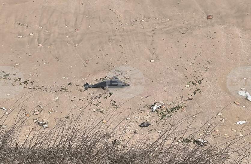 ������� �� ��������� ������ ����� � ������ �� ����� �� ����������� �� ���������