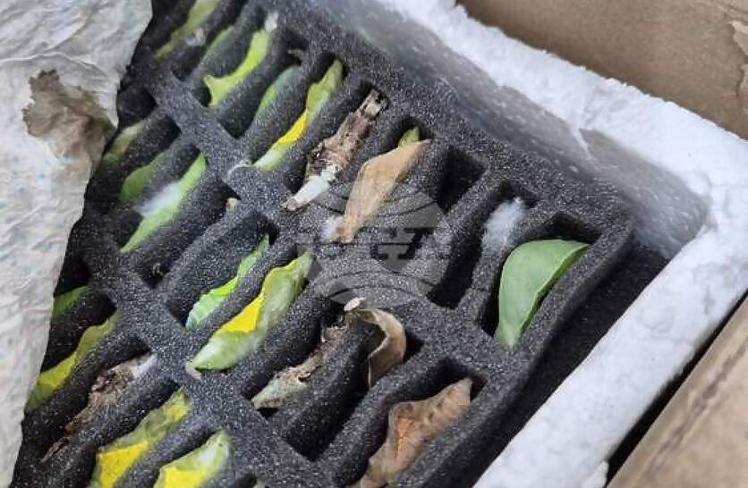 ����������� �� �������� �� ���������� �������� ������������� ��������� �� �������� ��������