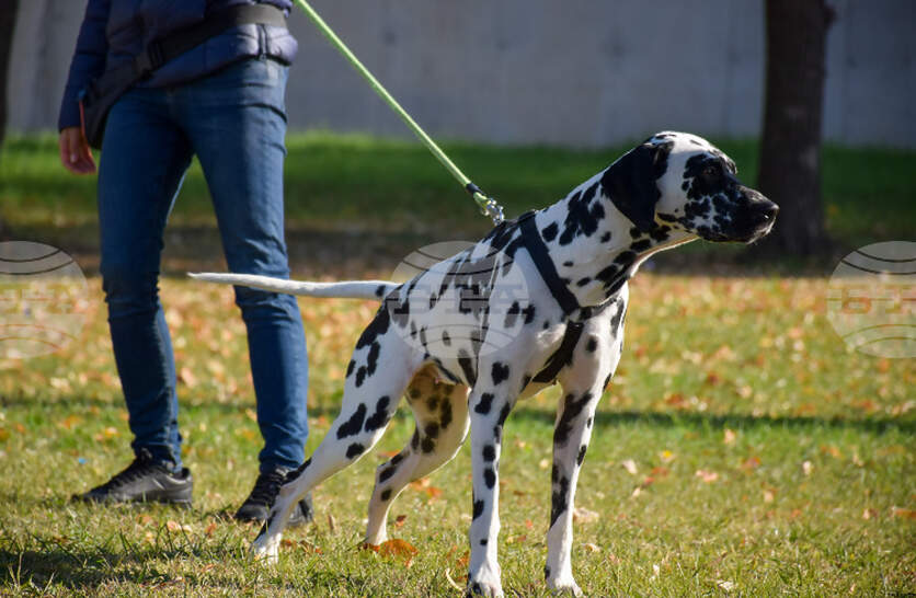 ���������� ����������� � �������� ��� 620 �������� � � �������� ������ �� 80 ���� �� ������� �� ������ �� �������� �� ��������