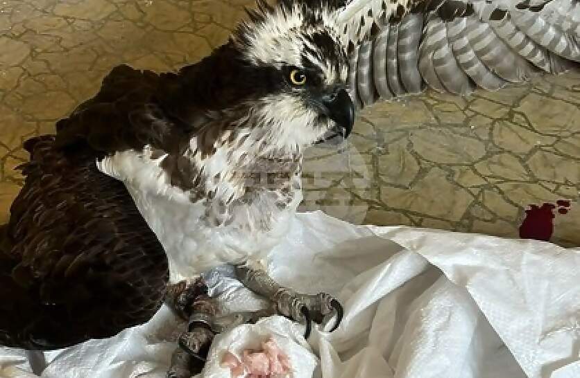 E������� �� ����� � ���� ������� �������� ���������� �����