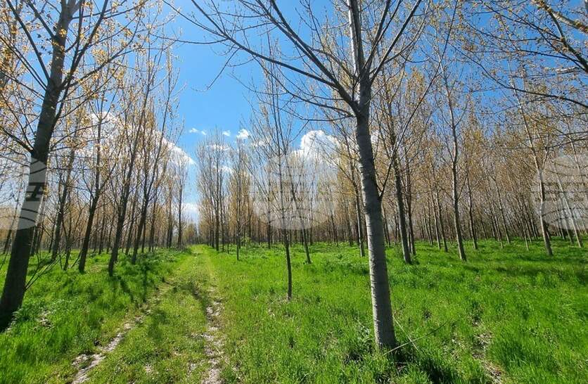 ���� 481 ������ ��������� ���� �� ������������ �� ��������� �� ����� � ������ �� ������, �������� �� ������� �� ��������� �� ������