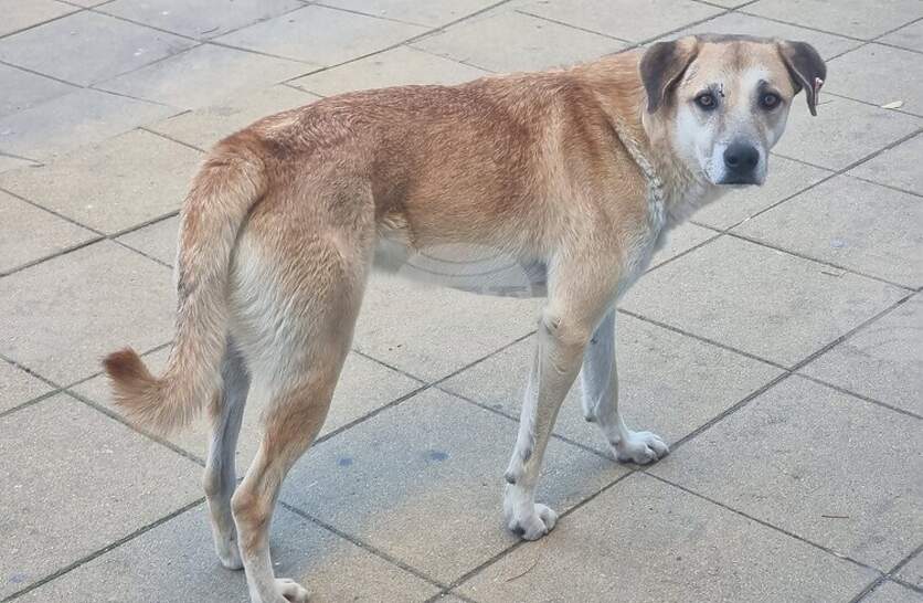 Програма за овладяване популацията на безстопанствените кучета до 2030 г. приеха общинските съветници в Кирково