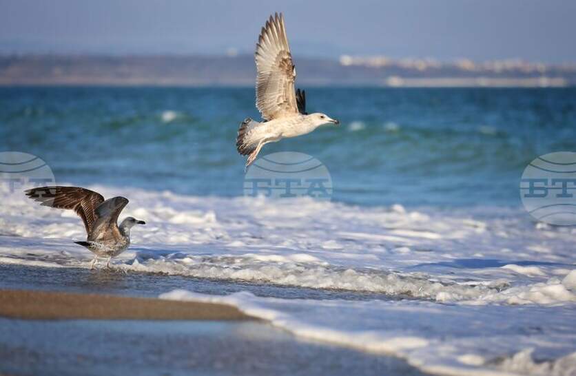 Отбелязваме Международния ден на Черно море