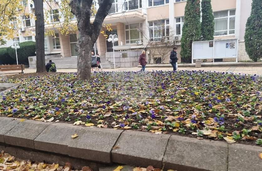 Над 30 хиляди растения са засадени в цветни фигури в централната градска част на Добрич и парк „Свети Георги“