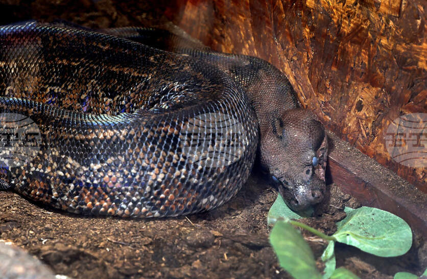 РИОСВ – София отне защитени видове змии, отглеждани незаконно в частен дом