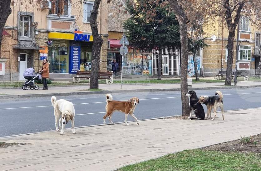 Община Пазарджик призова гражданите за съдействие за разкриване на случаи с отровени животни
