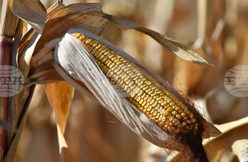 Почти е прибрана реколтата от царевица в област Добрич, средният добив е 221,2 кг/дка
