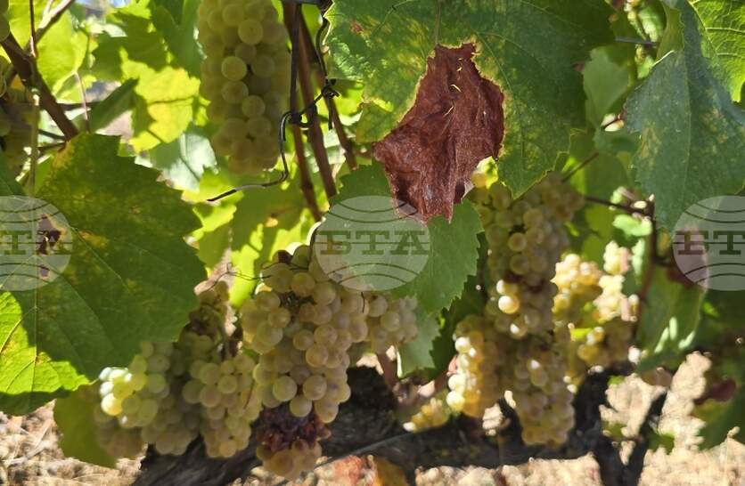  Struma Wine Fest          