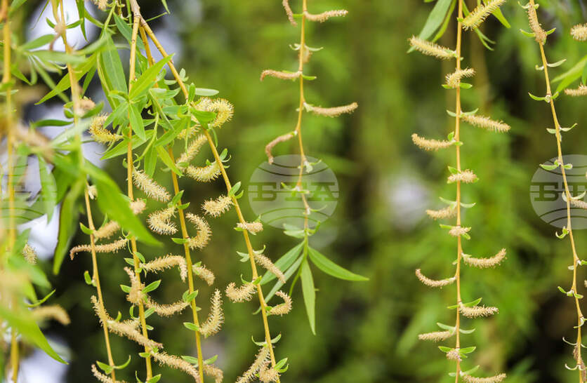 Нови дървета са засадени в парк