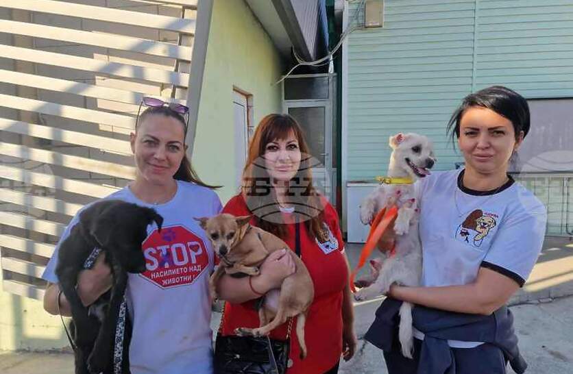  Pazardjik Animal Welfare      100  