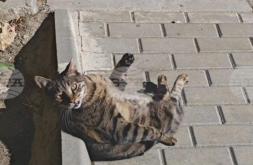 ������ ����� ������ �������� �� ��������� �� ������ ����� � ��� ����������� �������