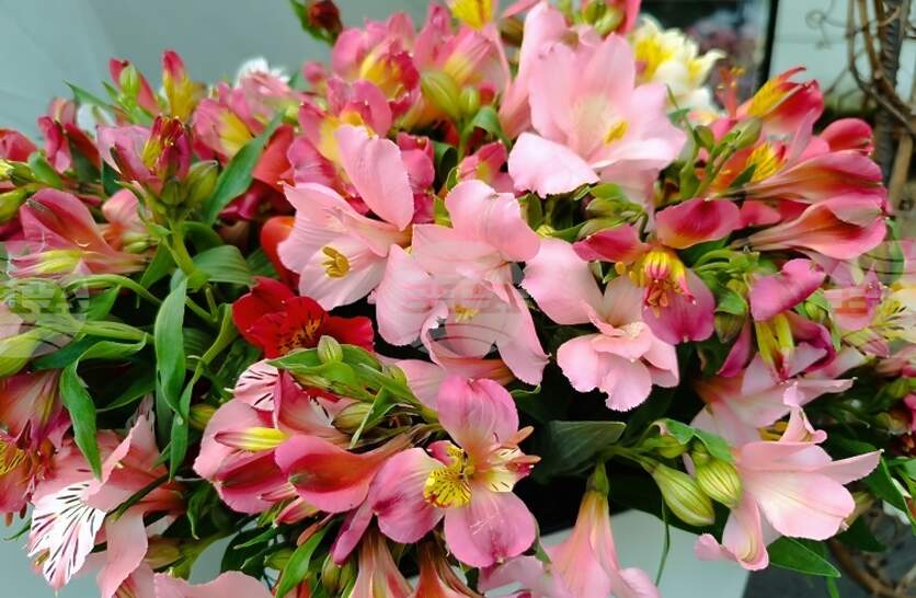 ��� 2500 ����������� ���������� ���� ���� ��� �� �����������