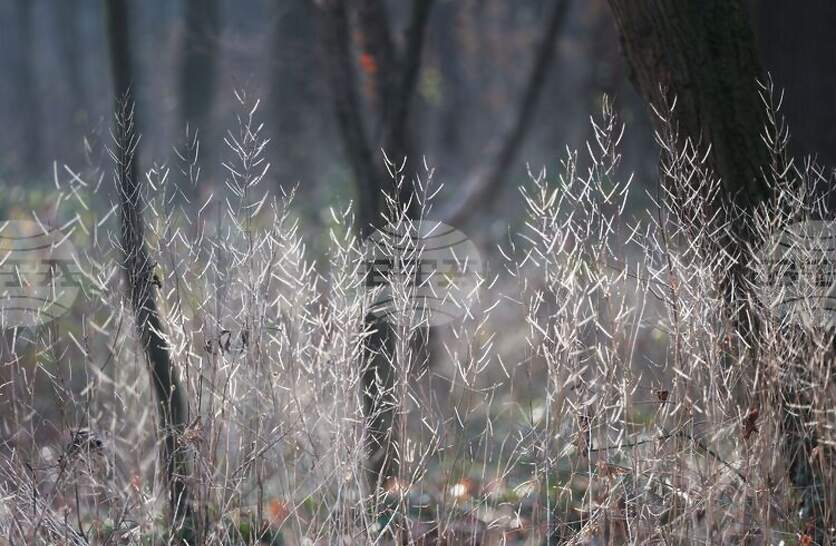 �������� �� ������� �� 31 �������� (�����) � ���������� ���