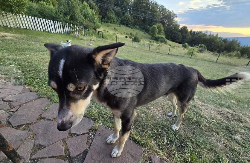 �������� �� ���������� ����������� �� ����������������� ������ ������ ����������� � �����