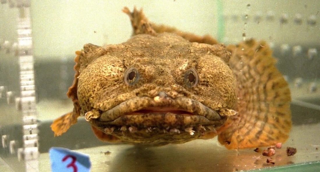 NASA ������� ��� oyster toadfish �������� � ��������������� �� ����� �� ����� STS-90 Neurolab